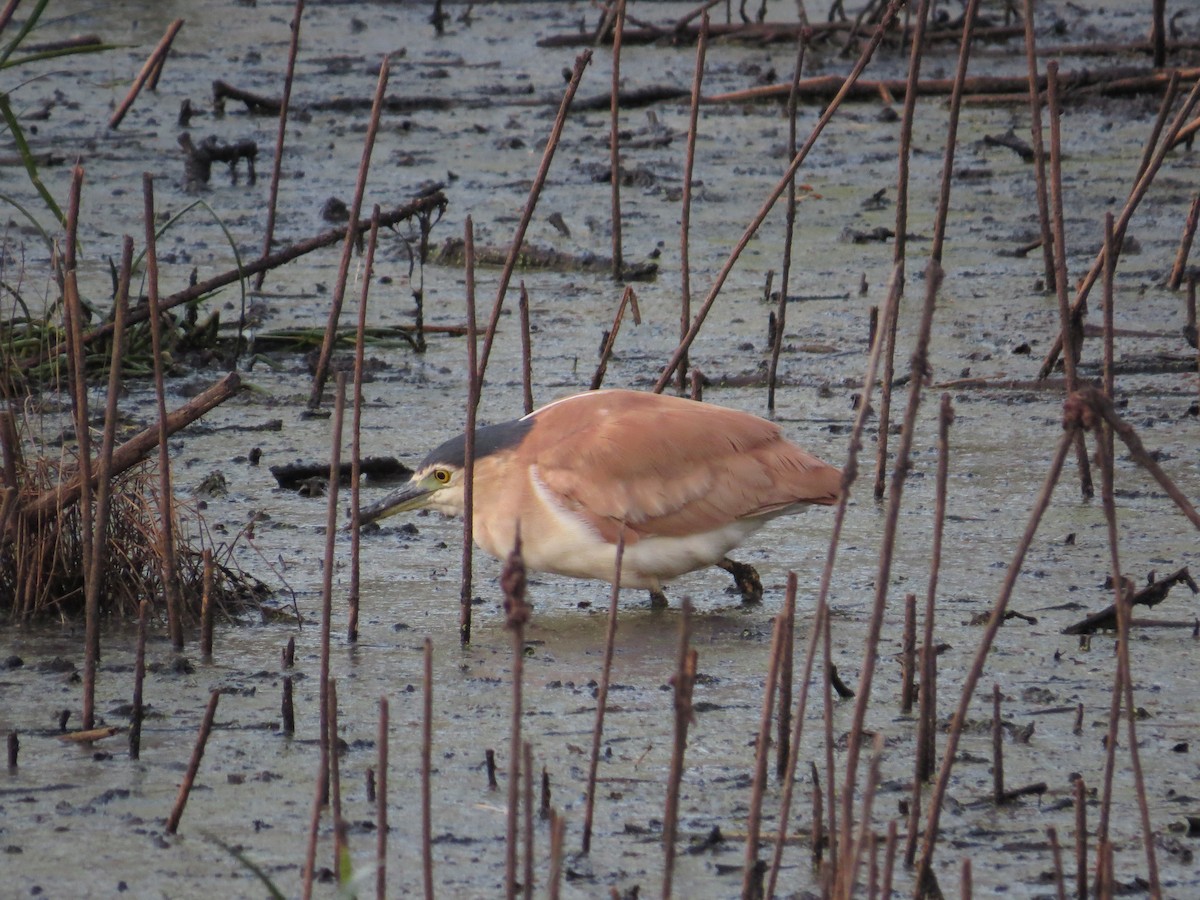 Nankeen Night Heron - ML645704849
