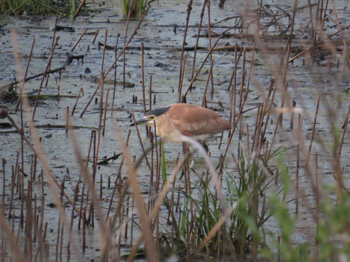 Nankeen Night Heron - ML645704850