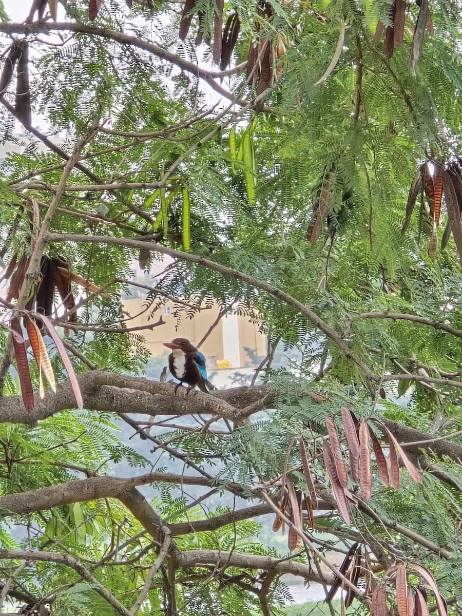 ledňáček hnědohlavý - ML645704864