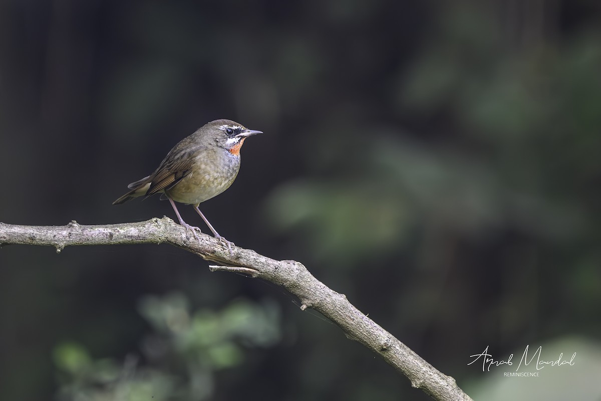 Siberian Rubythroat - ML645704868