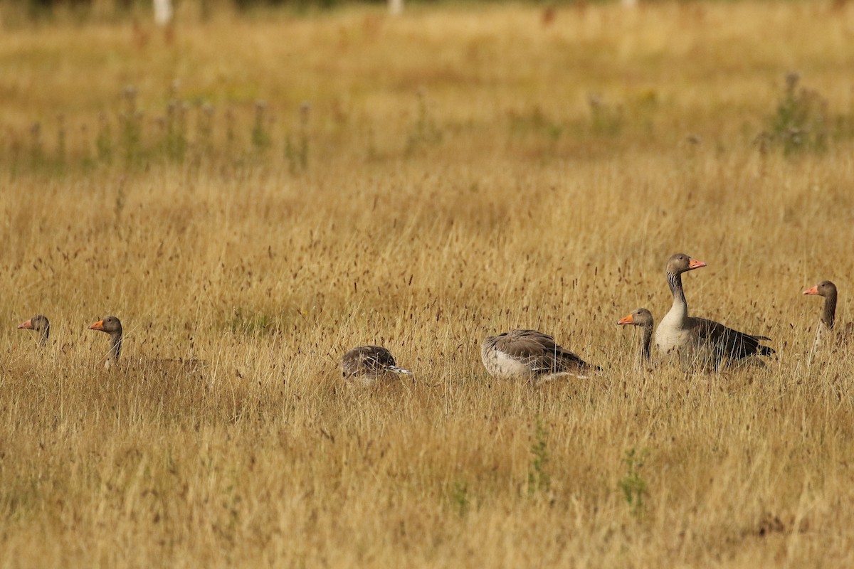 Graylag Goose - ML645704875