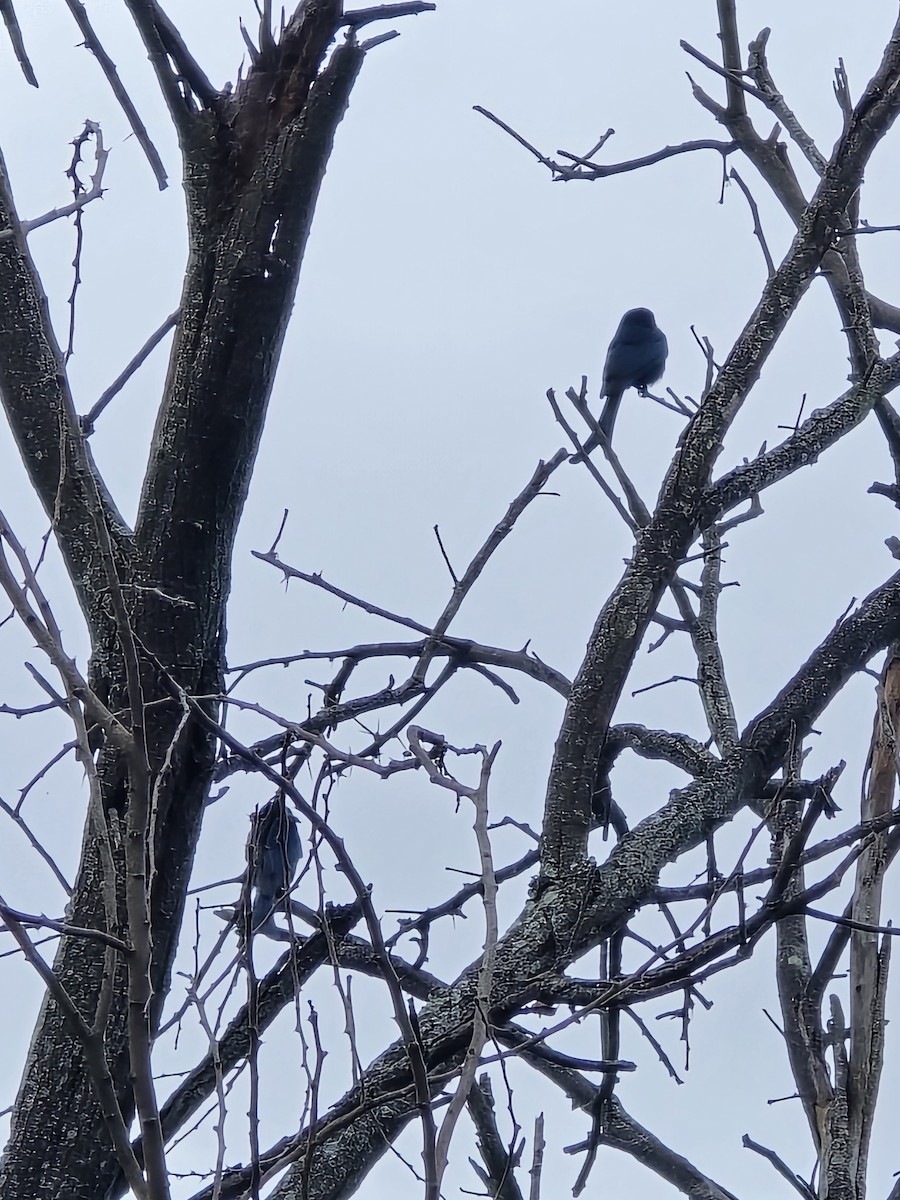 drongo černý - ML645704884