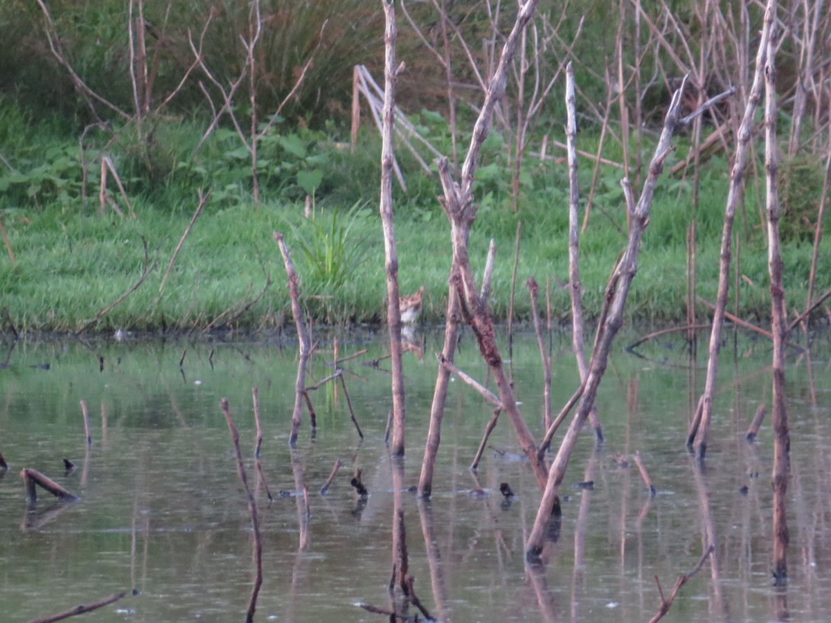 Latham's Snipe - ML645704885