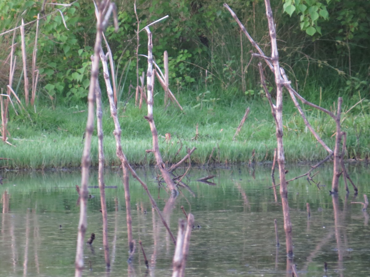 Latham's Snipe - ML645704886