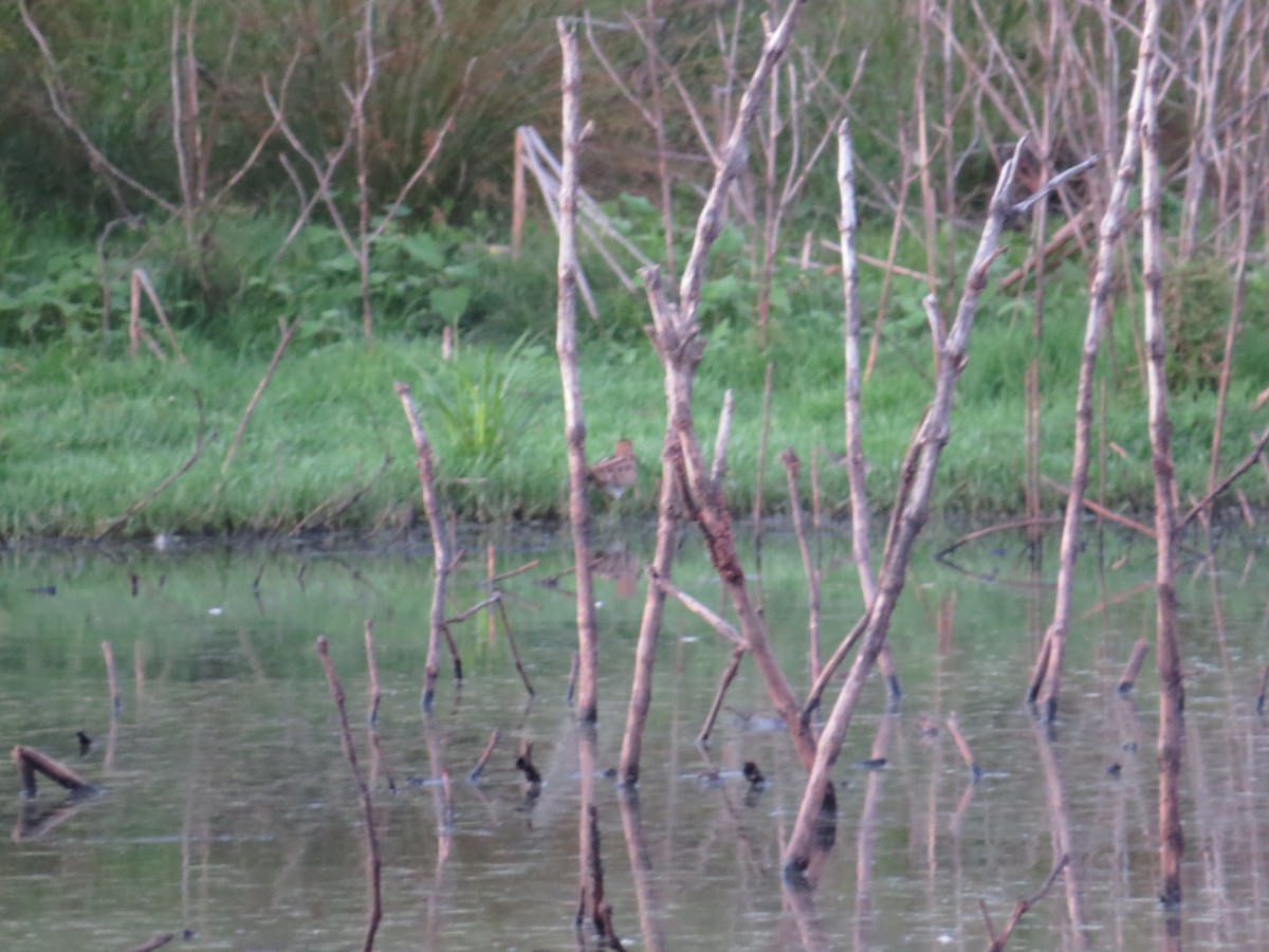 Latham's Snipe - ML645704888