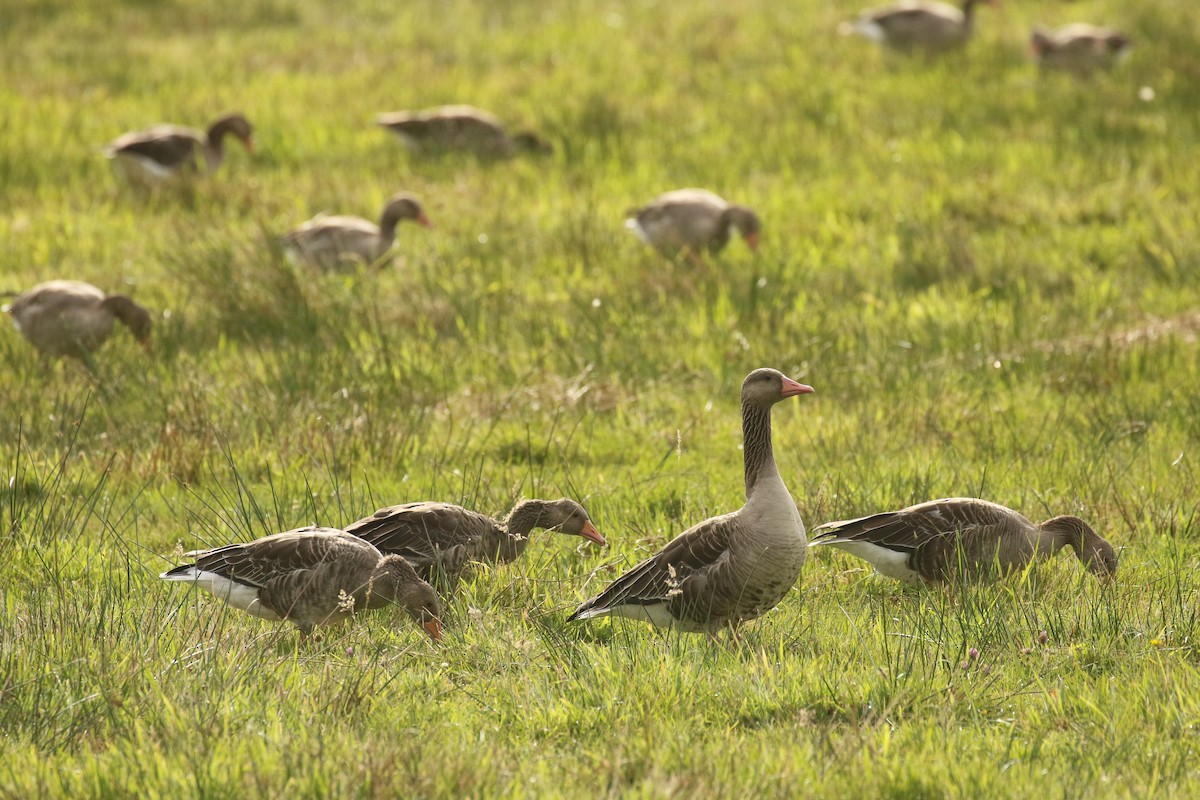 Graylag Goose - ML645704889