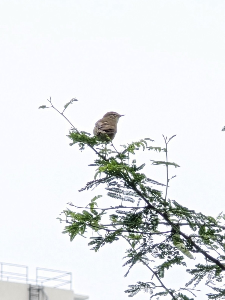 sedmihlásek tamaryškový - ML645704892