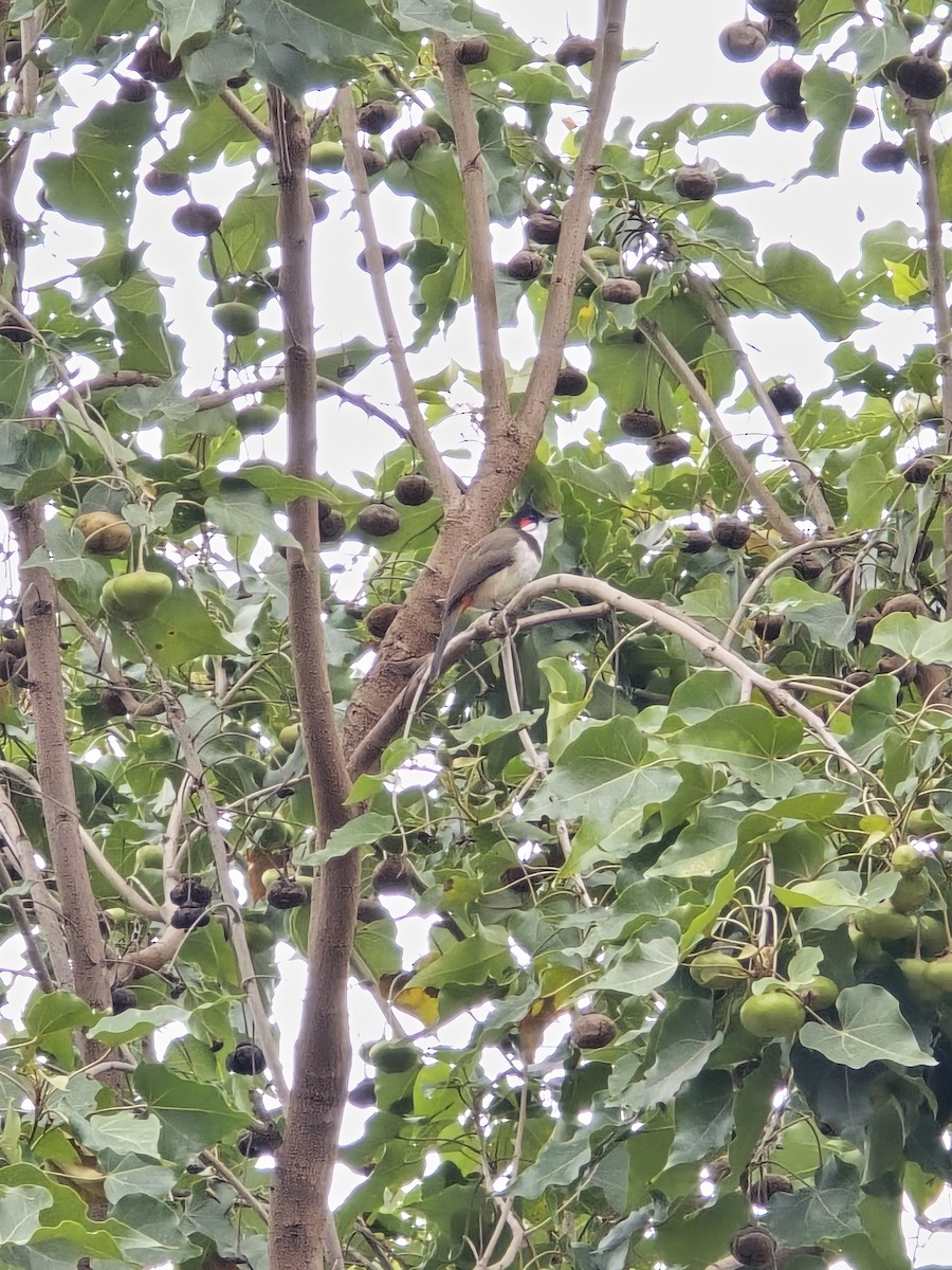 bulbul červenouchý - ML645704900