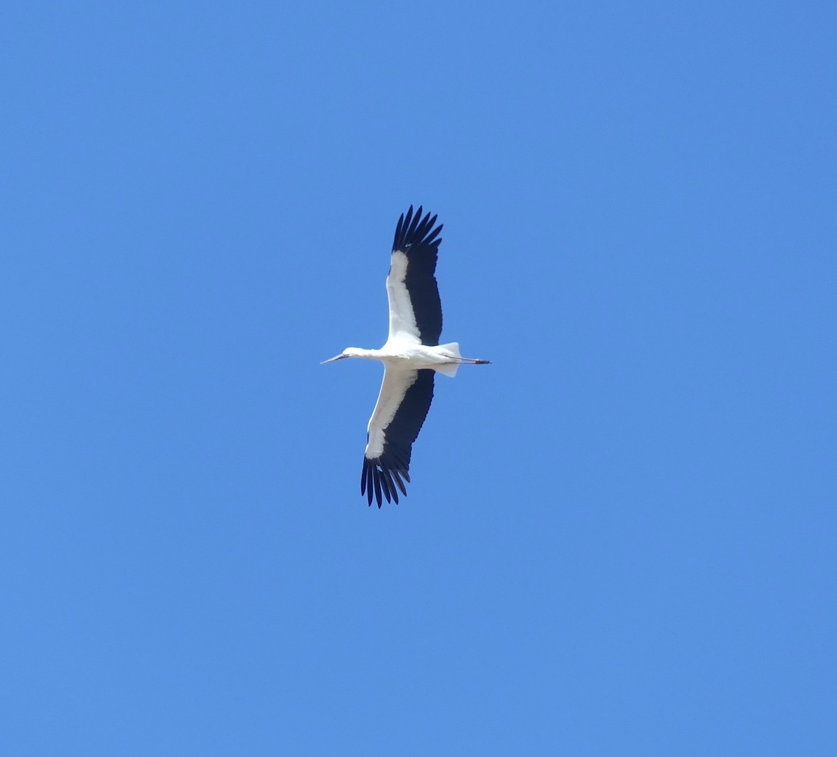 svartnebbstork - ML645704903