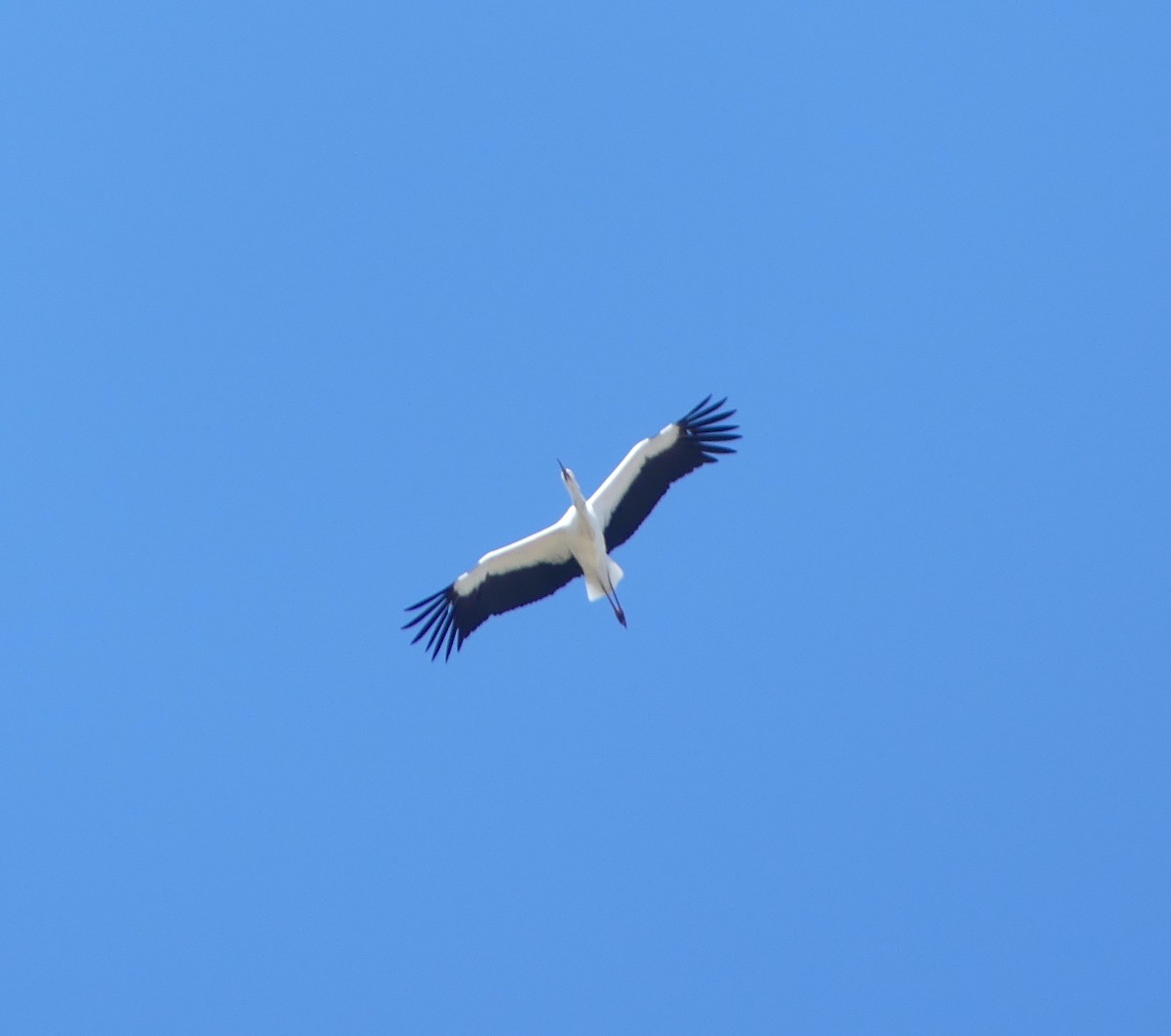 svartnebbstork - ML645704904