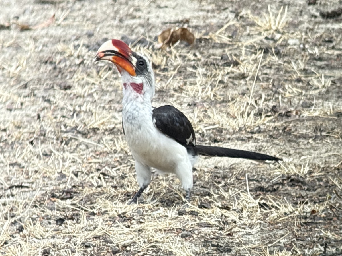 Kara Gözlü Boynuzgaga - ML645704908