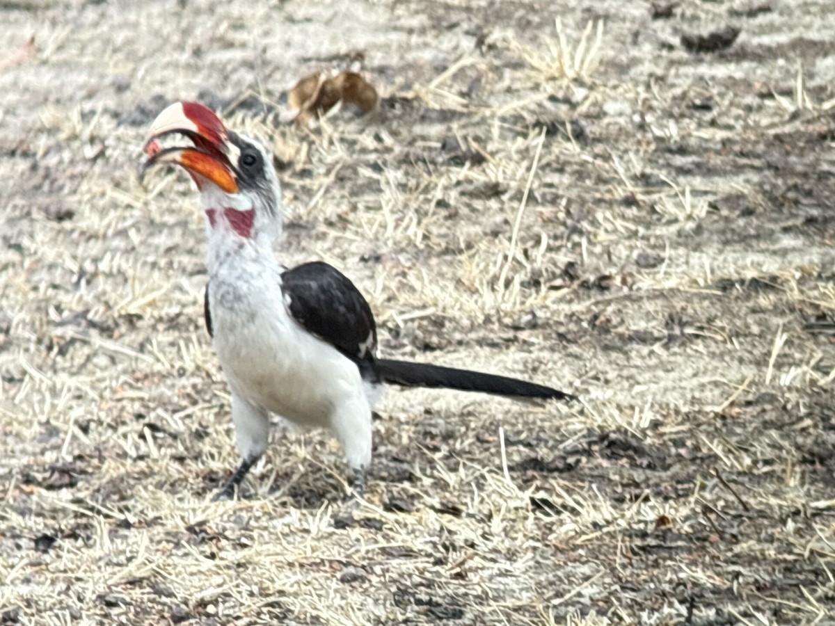 Kara Gözlü Boynuzgaga - ML645704909