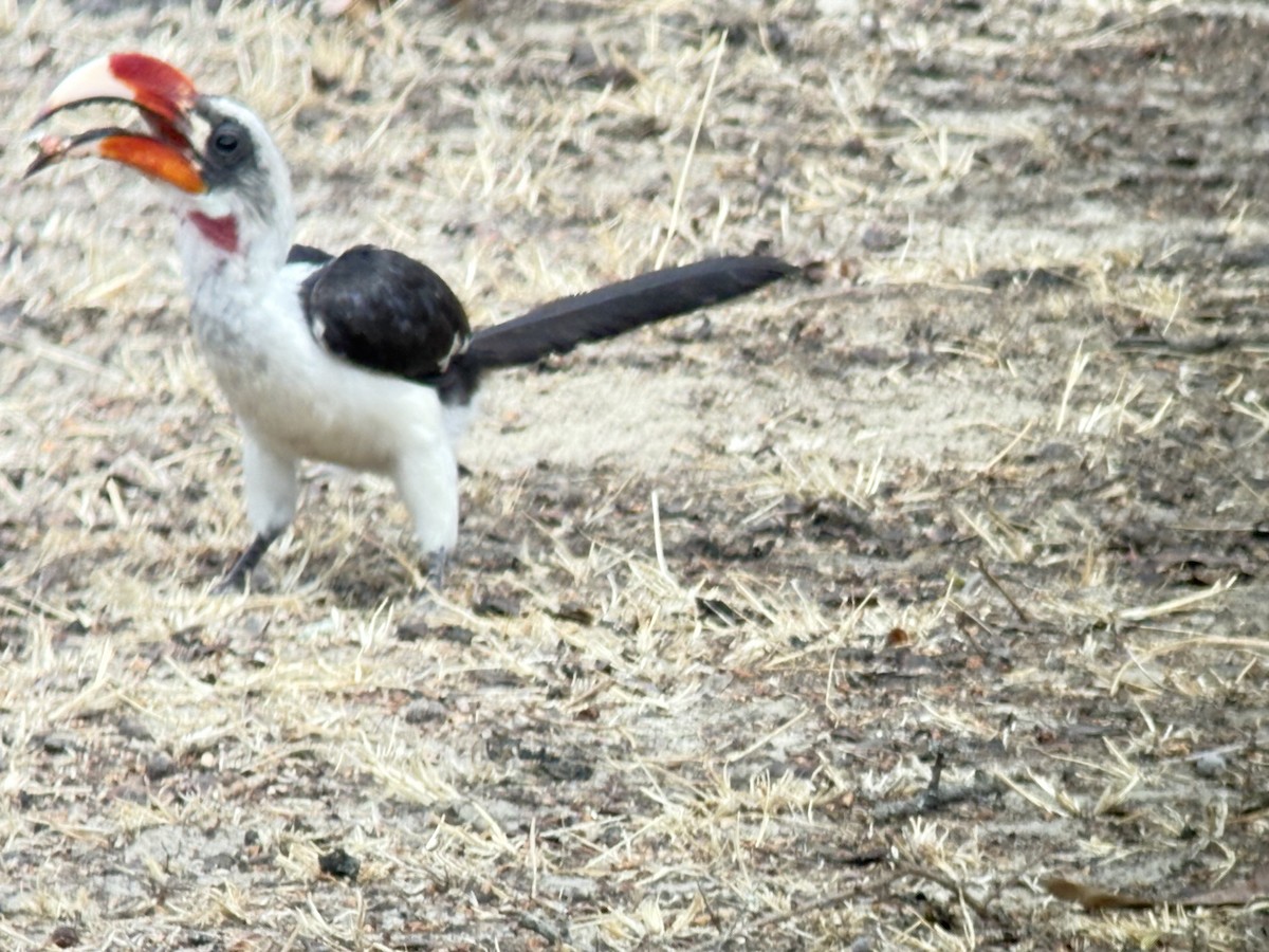 Kara Gözlü Boynuzgaga - ML645704913