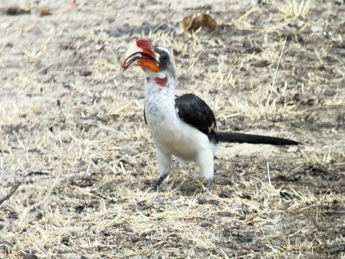 Kara Gözlü Boynuzgaga - ML645704916