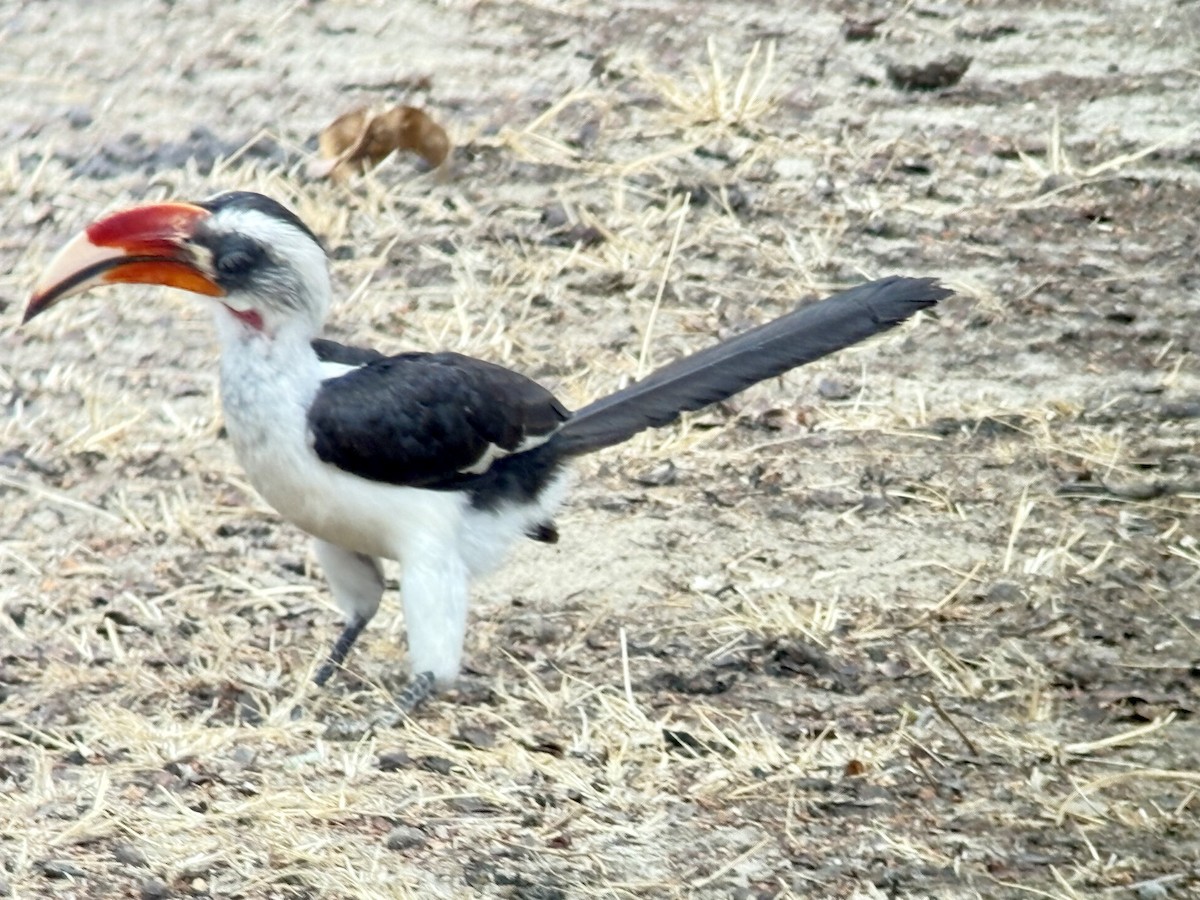 Kara Gözlü Boynuzgaga - ML645704917