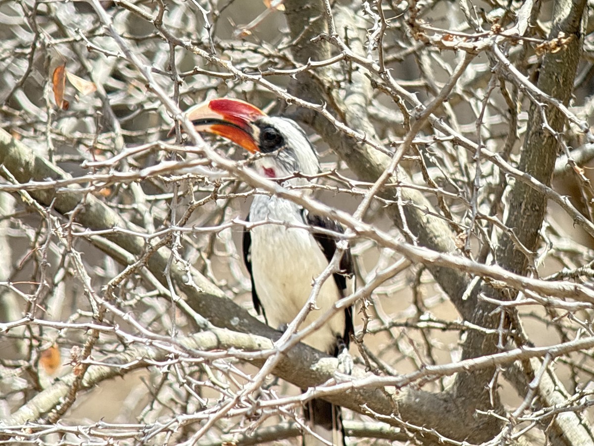 Kara Gözlü Boynuzgaga - ML645704918