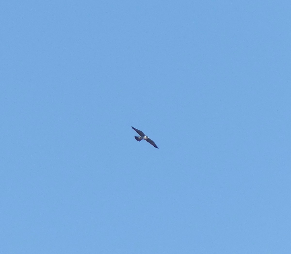 Gökdoğan - ML645704921