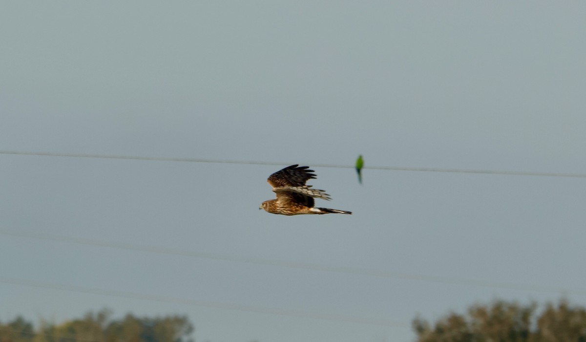 Amerika Delicesi - ML645704924