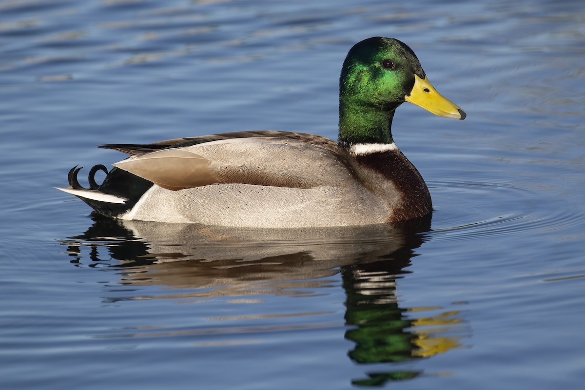 Yeşilbaş - ML645704925