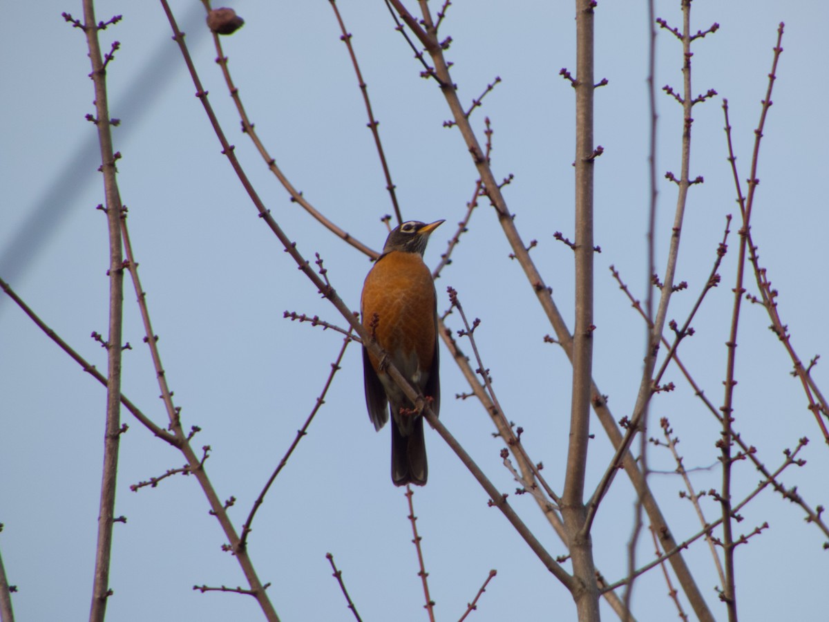 Göçmen Ardıç - ML645704926