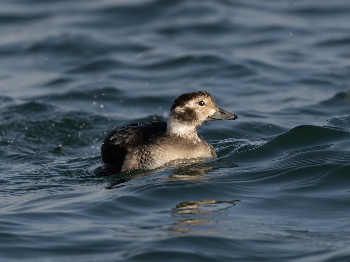 Telkuyruk - ML645704927