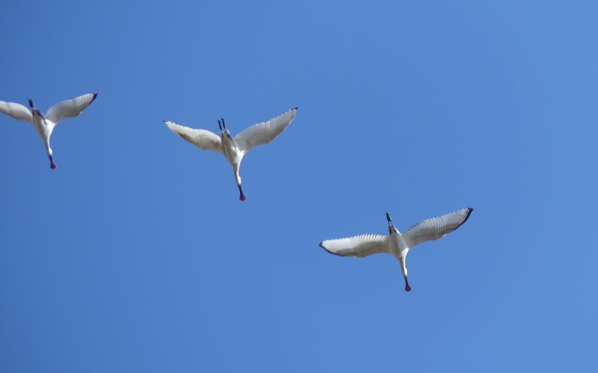 Kaşıkçı - ML645704929