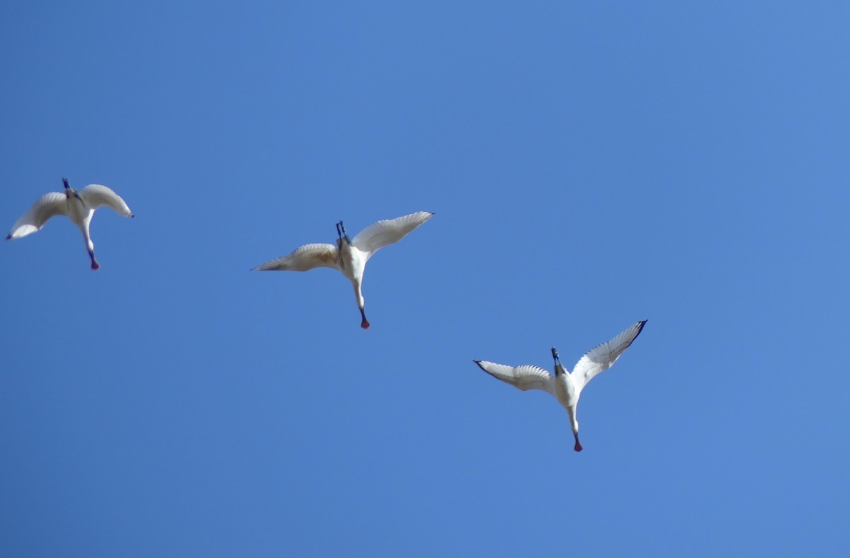 Kaşıkçı - ML645704930