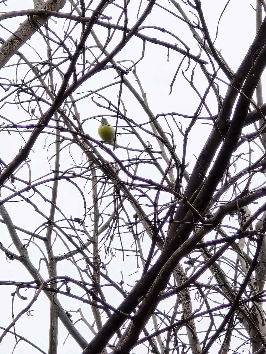 Mor Sokumlu Nektarkuşu - ML645704931