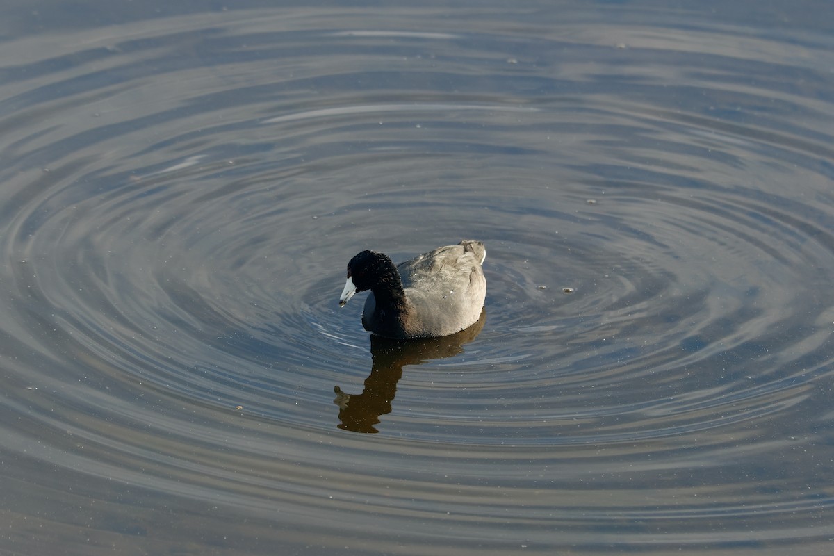 Amerika Mekesi - ML645704932