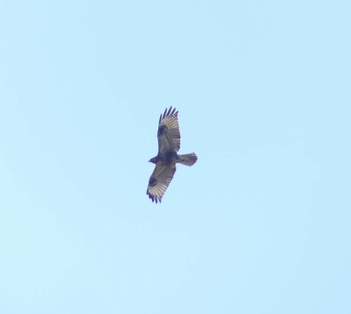 Japon Şahini - ML645704935