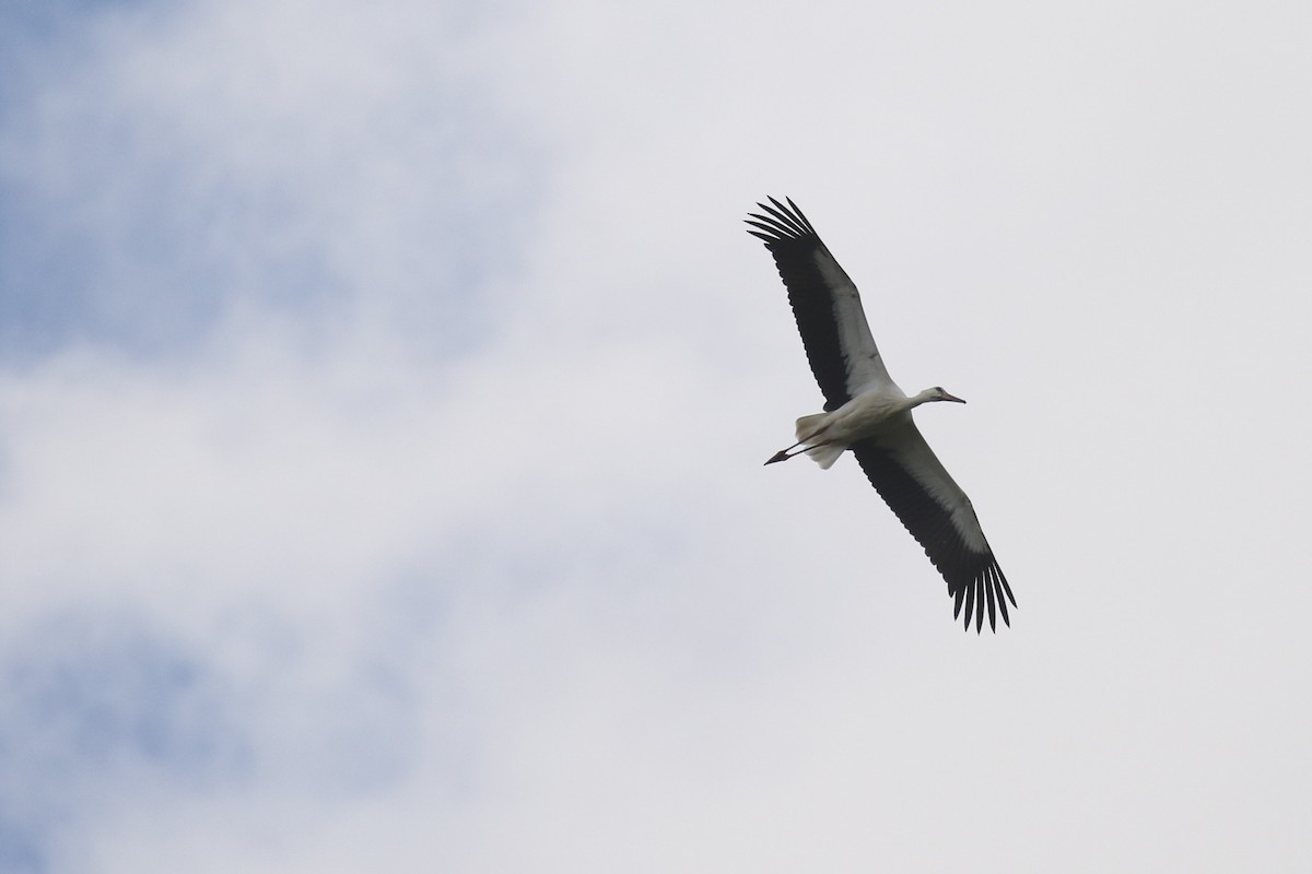 Leylek - ML645704936