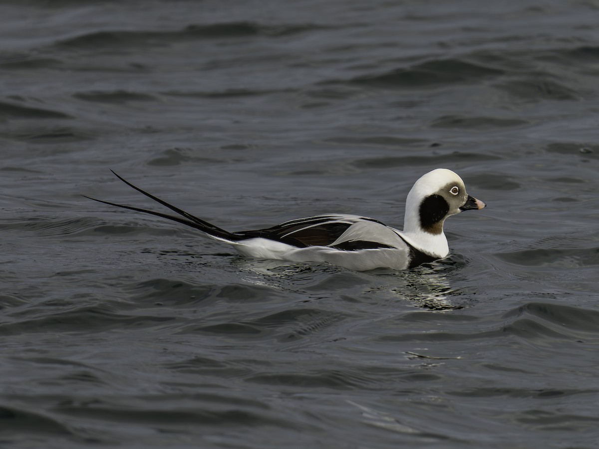 Telkuyruk - ML645704938