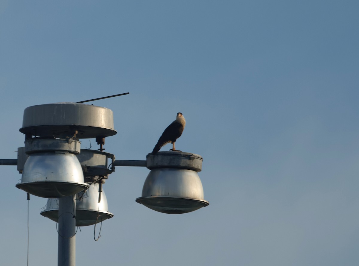 Tepeli Karakara - ML645704941