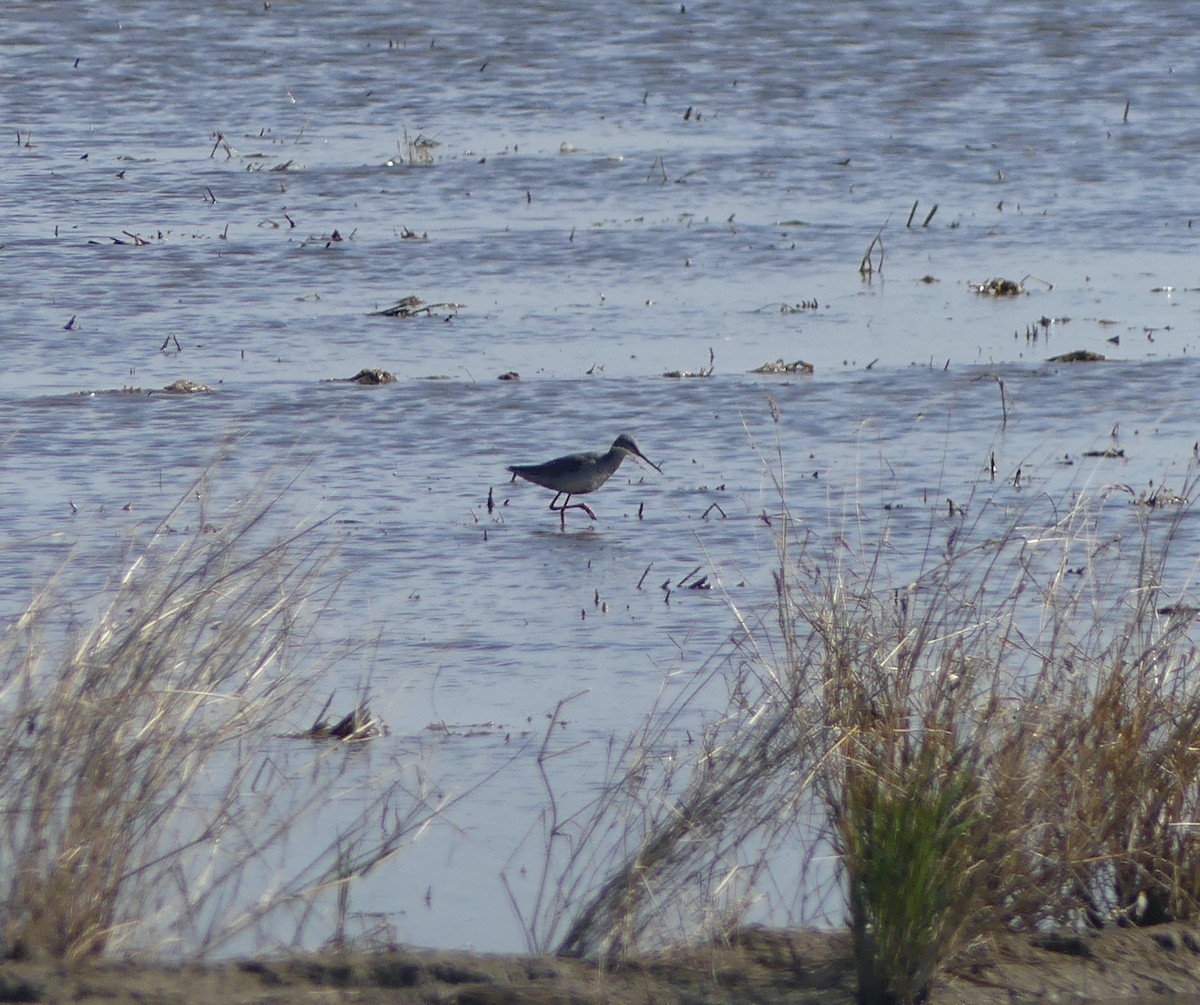 Kara Kızılbacak - ML645704942