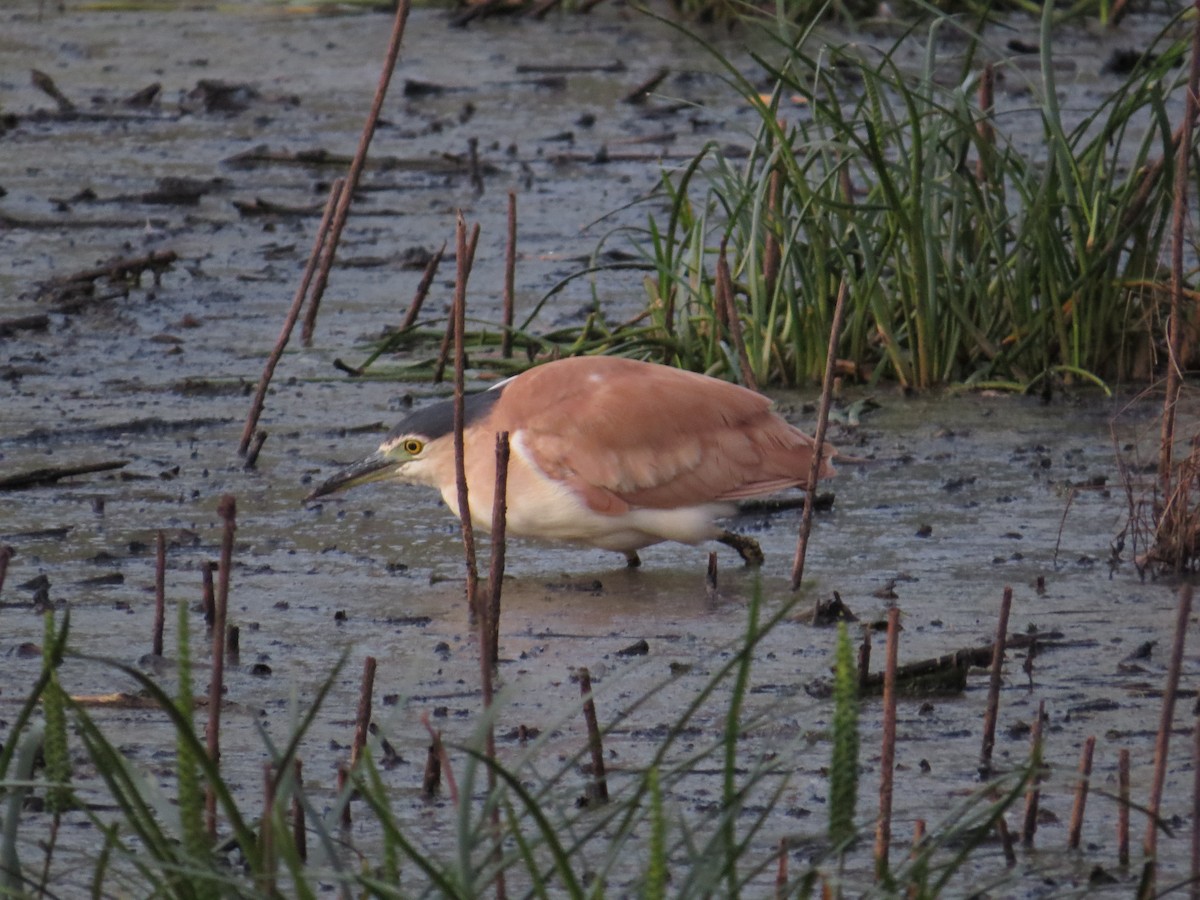 Kızıl Gece Balıkçılı - ML645704943