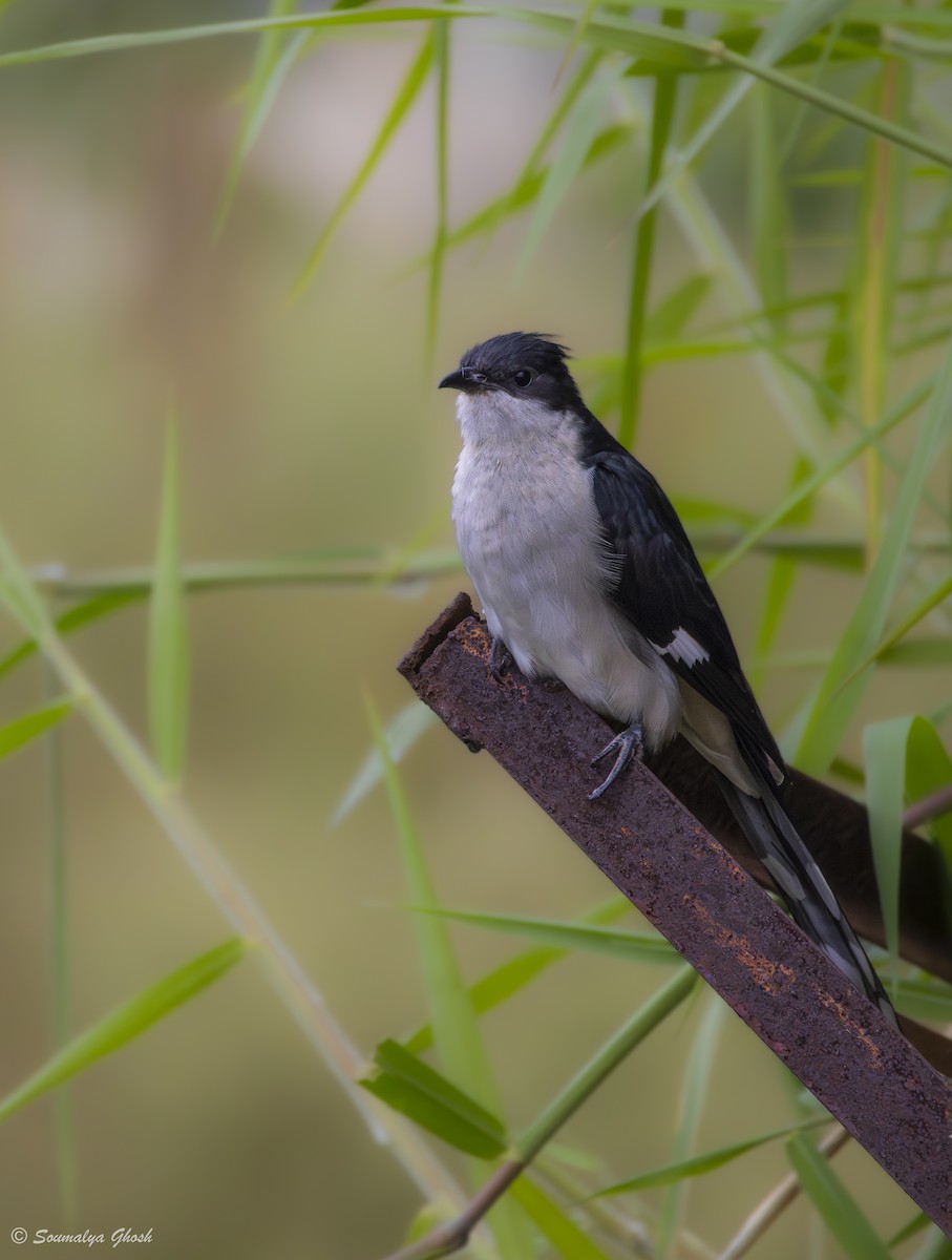 Tepeli Alaca Guguk - ML645704944