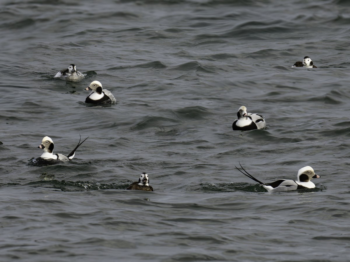 Telkuyruk - ML645704945