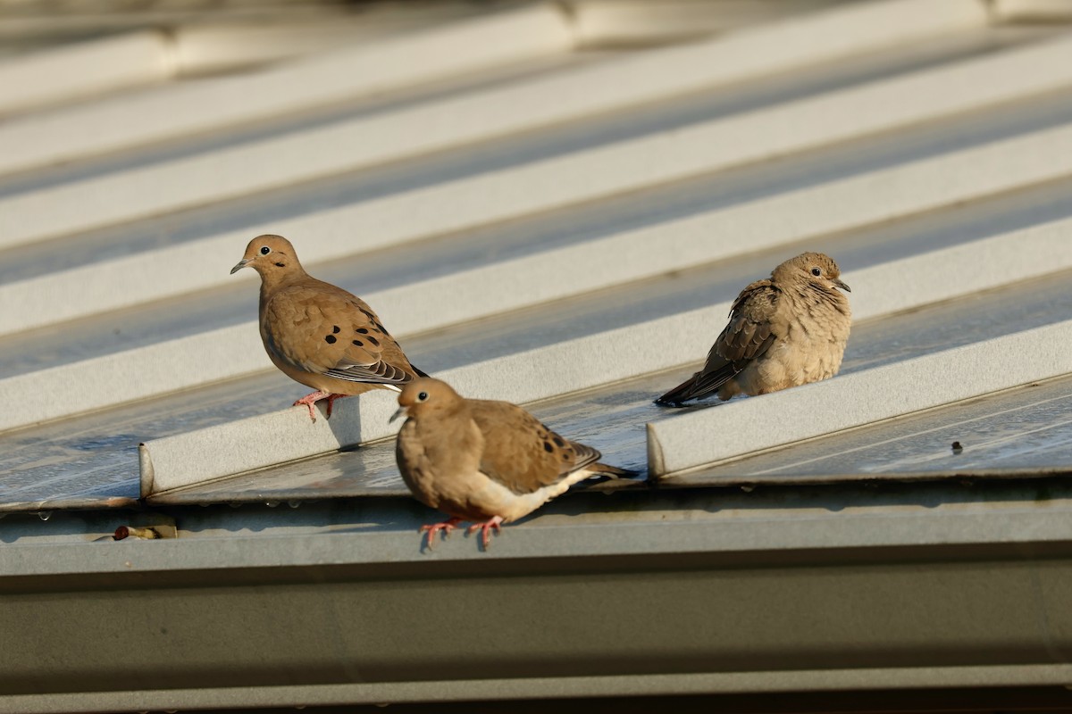 Uzun Kuyruklu Kumru - ML645704946