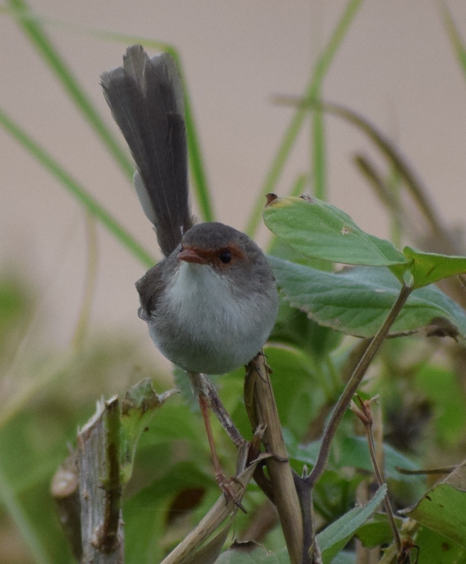 Muhteşem Peribülbülü - ML645704947
