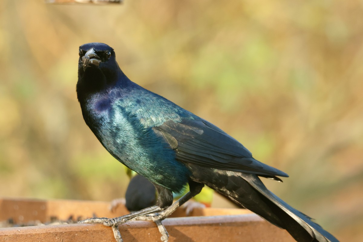 Boat-tailed Grackle - ML645704952
