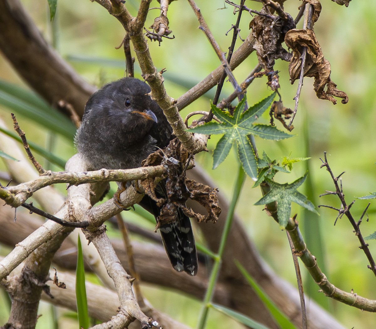 Cuco Pechigrís - ML645704953