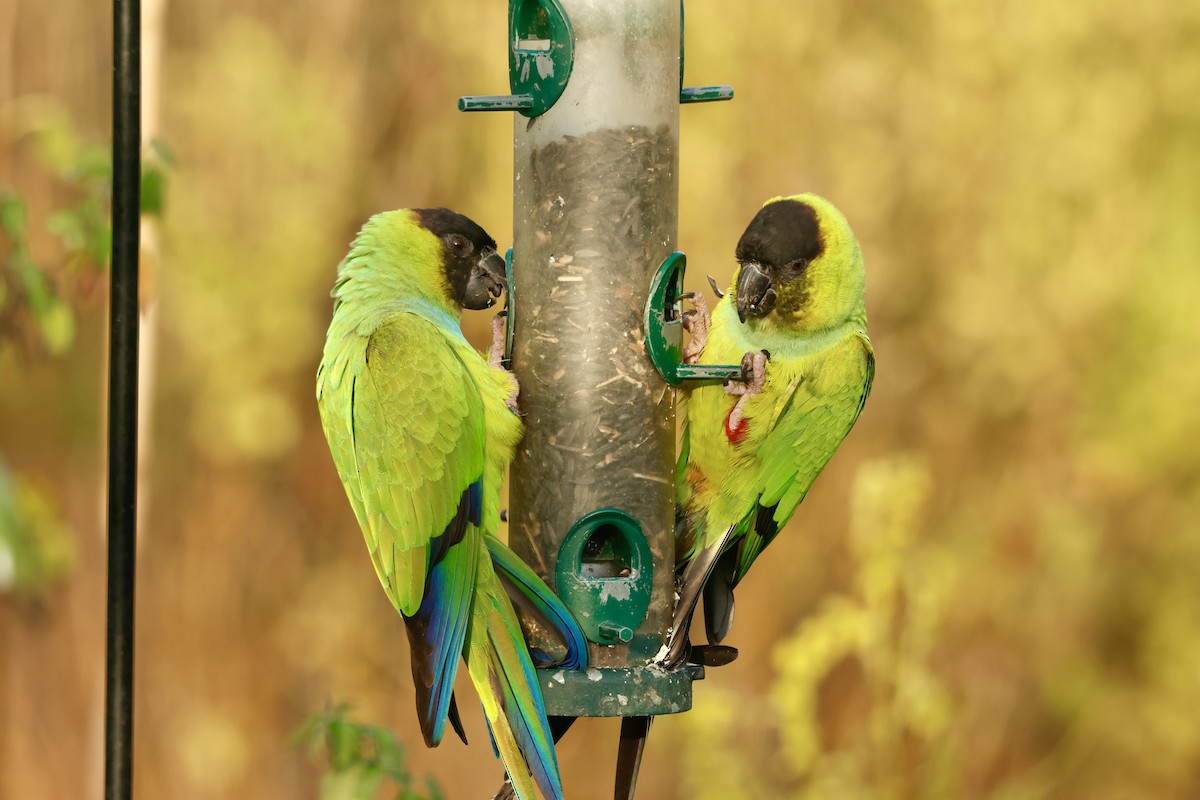 Nanday Parakeet - ML645704961
