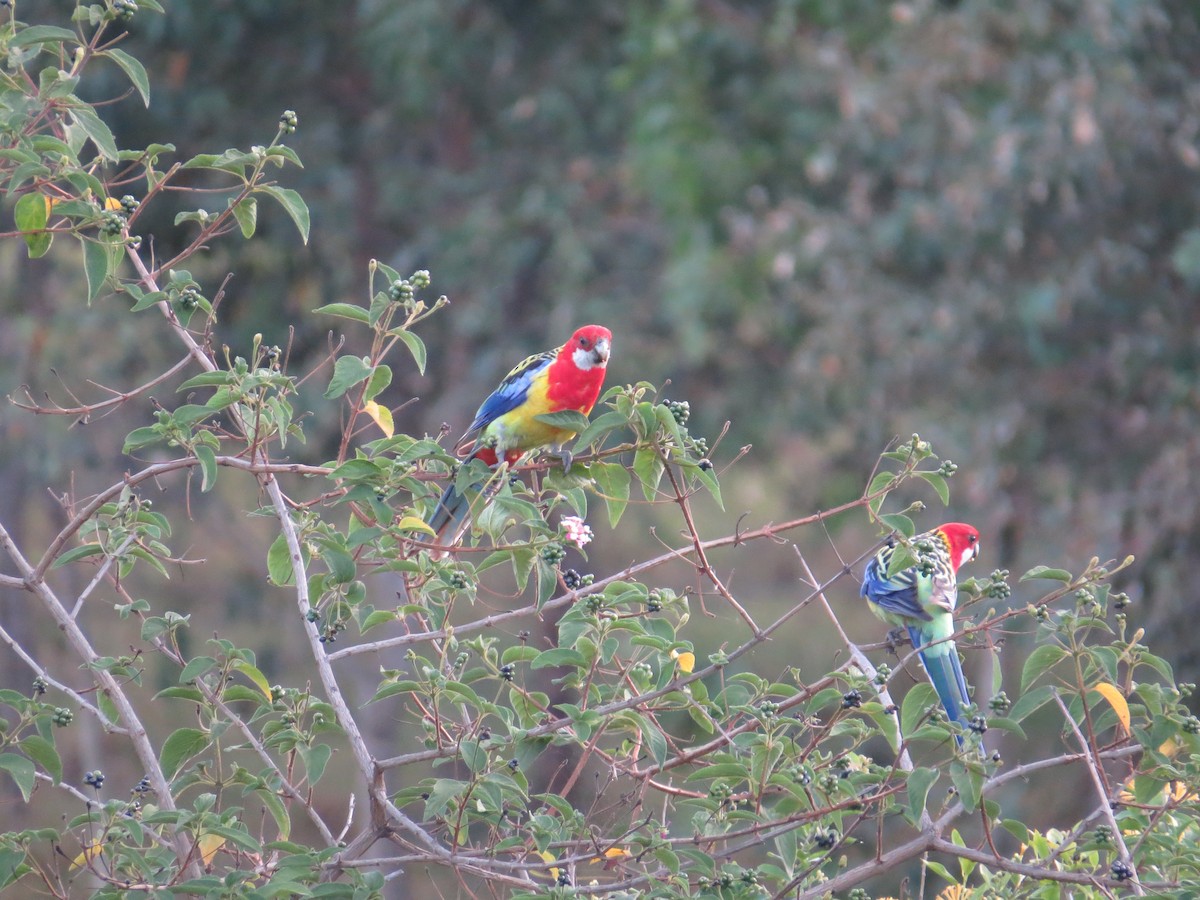 Eastern Rosella - ML645704965