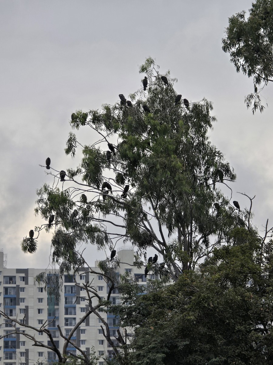 kormorán velký - ML645704971