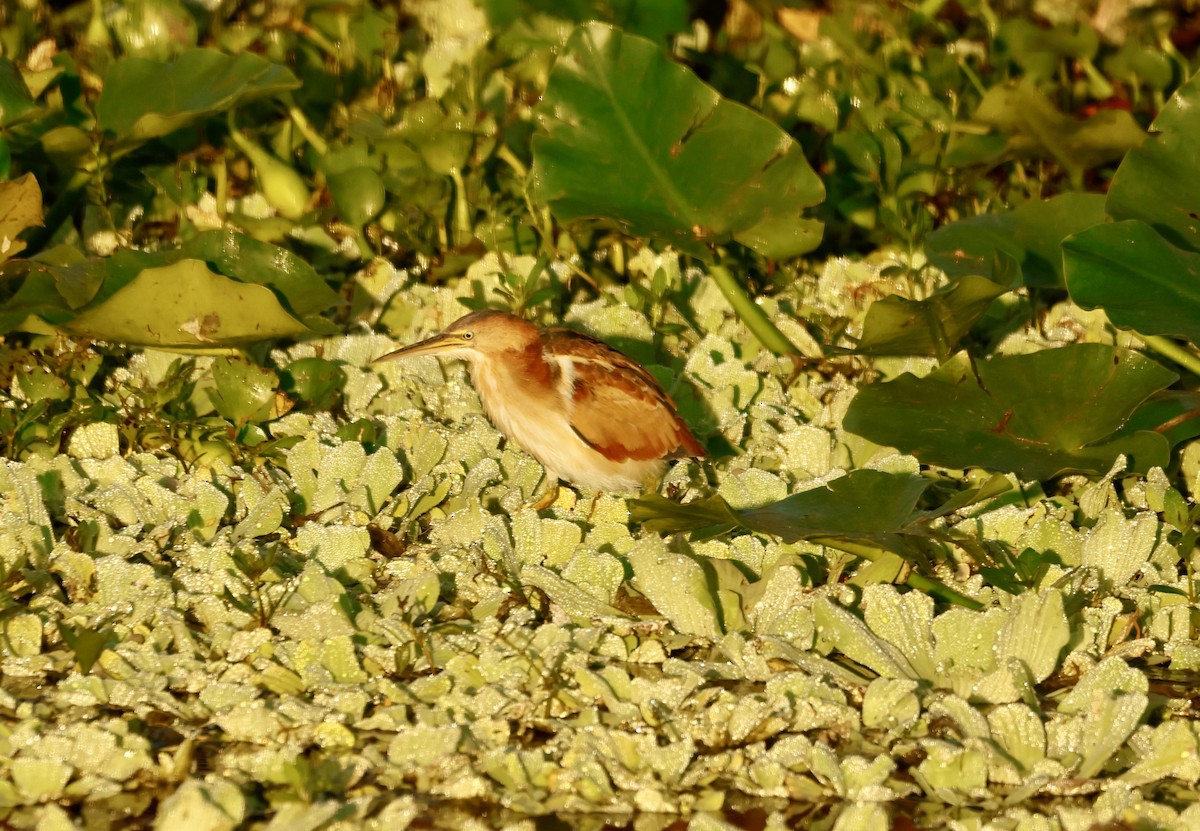 Petit Blongios - ML645704975