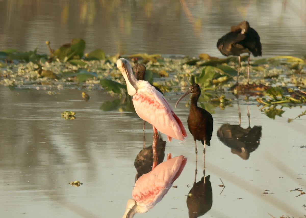 Roseate Spoonbill - ML645704983