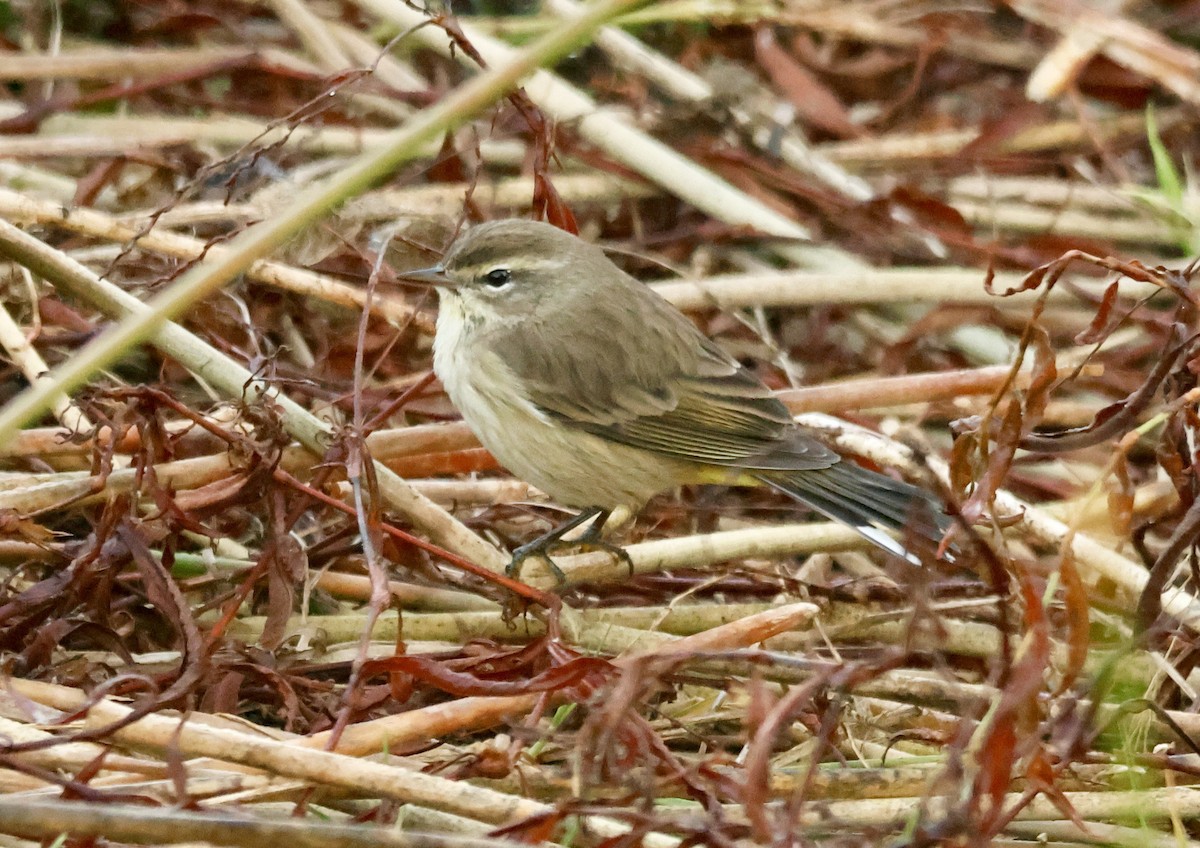 Palm Warbler - ML645704989