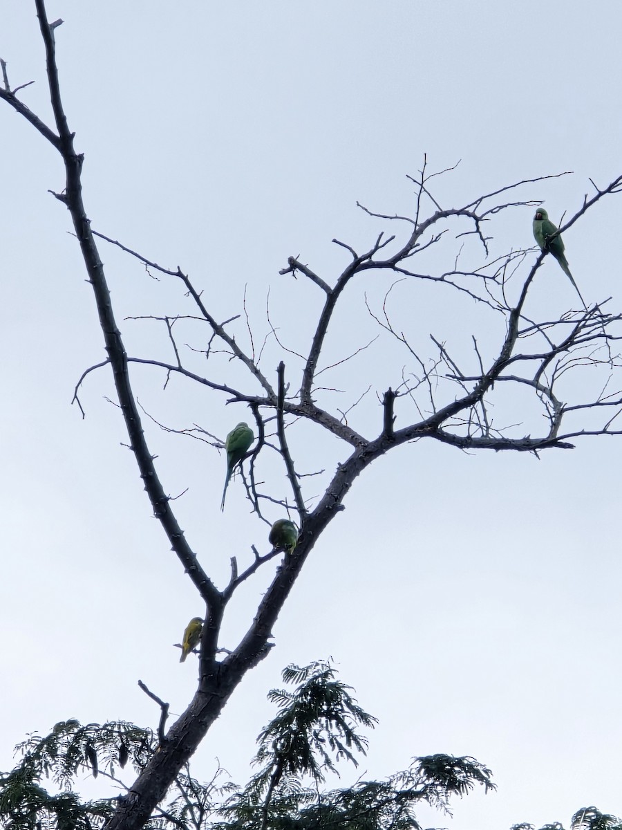 alexandr malý - ML645704995