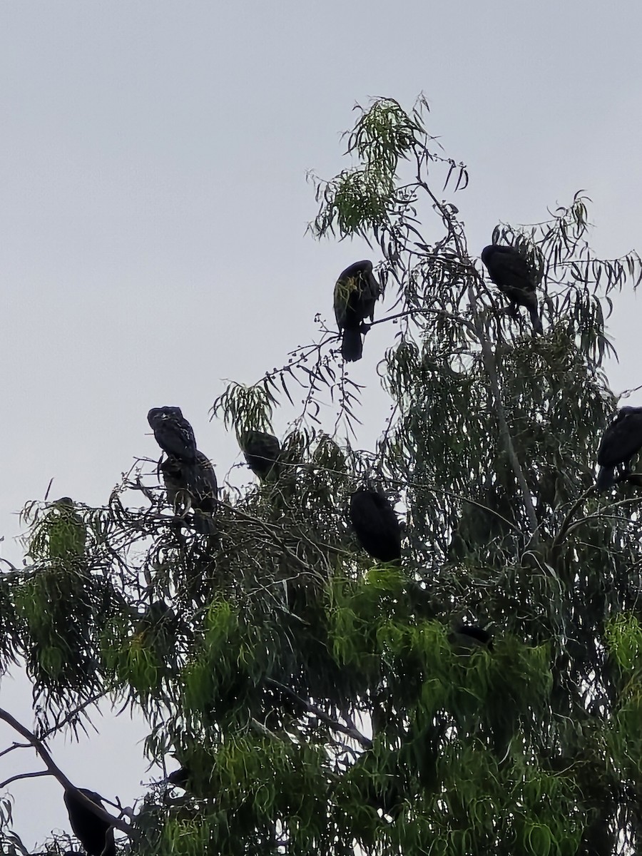 kormorán velký - ML645705013