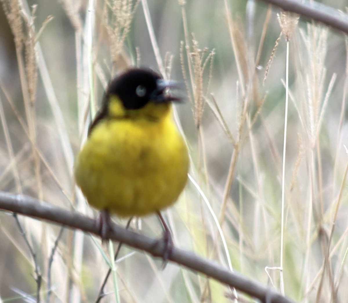 Baglafecht Weaver - ML645705031